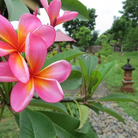 Tegal Sari, Pemuteran- North Bali Hotel Kültér fotó